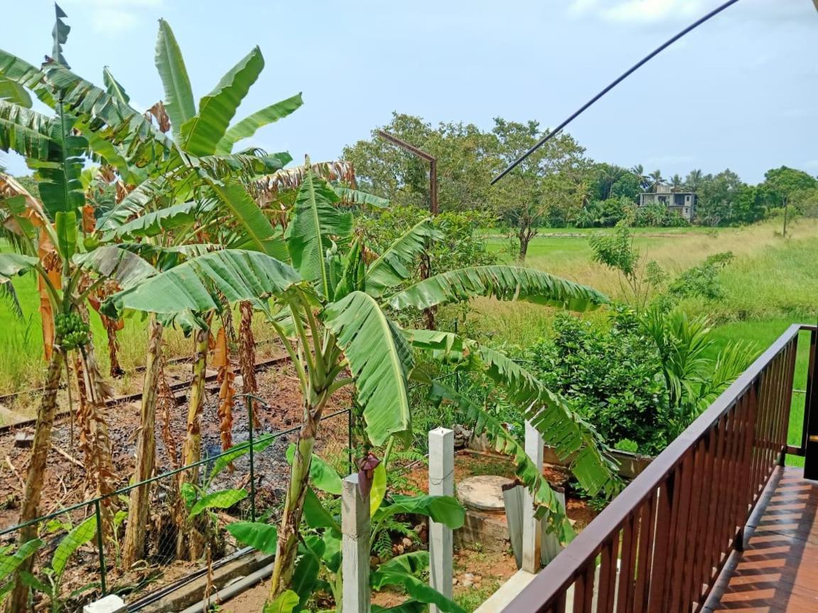 Freedom Of Green Rice View Anuradhapura Ngoại thất bức ảnh